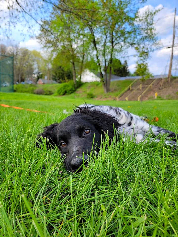 Axel is registered to the contest to win money with this photo: canidae, carnivore, cloud, companion_dog, dog, dog_breed, field, grass, grass_family, grassland, groundcover, lawn, pasture, plant, sky, snout, sporting_group, tail, tree, working_animal