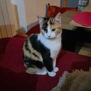 Anala a rejoint le concours — aidez-le/la à gagner de superbes lots ! cat, calico, indoor, pet, animal, feline, cozy, blanket, red, table, cushion, shelf, curious, fur, domestic, cute, sitting, home, wall, relaxed