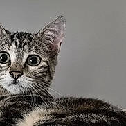 Altesse a rejoint le concours — aidez-le/la à gagner de superbes lots ! cat, kitten, tabby, animal, pet, fur, whiskers, ears, eyes, cute, domestic_animal, mammal, portrait, indoor, feline, young, resting, closeup, soft, relaxed