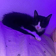 Moon participe au concours pour gagner de l'argent avec cette photo : cat, tuxedo_cat, black_and_white, pet, animal, sleeping, lying_down, bed, blanket, bedroom, purple_lighting, indoor, cozy, relaxed, whiskers, ears, pink_nose, fur, portrait, photography