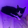cat, tuxedo_cat, black_and_white, pet, animal, sleeping, lying_down, bed, blanket, bedroom, purple_lighting, indoor, cozy, relaxed, whiskers, ears, pink_nose, fur, portrait, photography