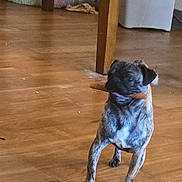 Tigger is registered to the contest to win money with this photo: dog, brindle, wooden_floor, chew_stick, pet_bed, indoor, furniture, table_leg, trash_bin, canine, animal, small_dog, floor, blurred_motion, domestic, household, playful, background, pet, living_space