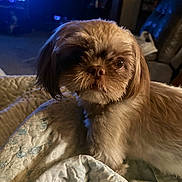 Baby is registered to the contest to win money with this photo: dog, small_dog, pet, fur, face, quilt, blanket, indoor, living_room, couch, lamp, television, brown_fur, curious, close_up, shaggy, cozy, home, animal, companion
