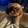 animal, blanket, brown_fur, close_up, companion, couch, cozy, curious, dog, face, fur, home, indoor, lamp, living_room, pet, quilt, shaggy, small_dog, television