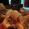 Baby is registered to the contest to win money with this photo: dog, indoor, couch, blanket, carpet, recliner, door, window, furniture, pet, relaxing, fur, sleepy, cozy, living_room, brown, animal, house, daylight, resting
