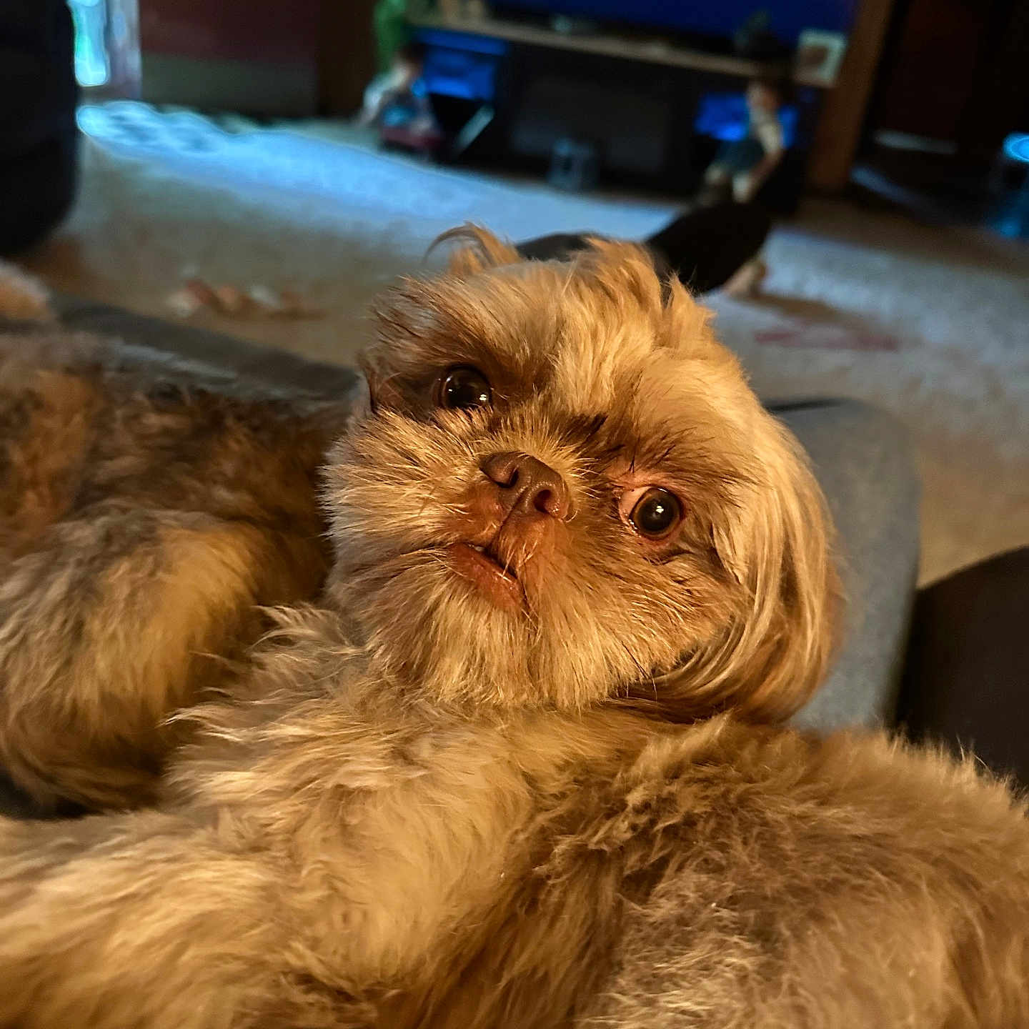 Baby is registered to the contest to win money with this photo: dog, fluffy, close_up, pet, indoor, living_room, carpet, sofa, brown_fur, cute, relaxed, animal, canine, domestic, fur, portrait, laying_down, home, cozy, companion
