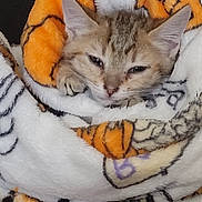 Sam joined the competition — help win amazing prizes! cat, kitten, blanket, cozy, sleepy, fur, ears, paw, nap, comfort, soft, warm, cute, resting, domestic_animal, pet, indoor, closeup, snuggled, fluffy