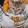 cat, kitten, blanket, cozy, sleepy, fur, ears, paw, nap, comfort, soft, warm, cute, resting, domestic_animal, pet, indoor, closeup, snuggled, fluffy