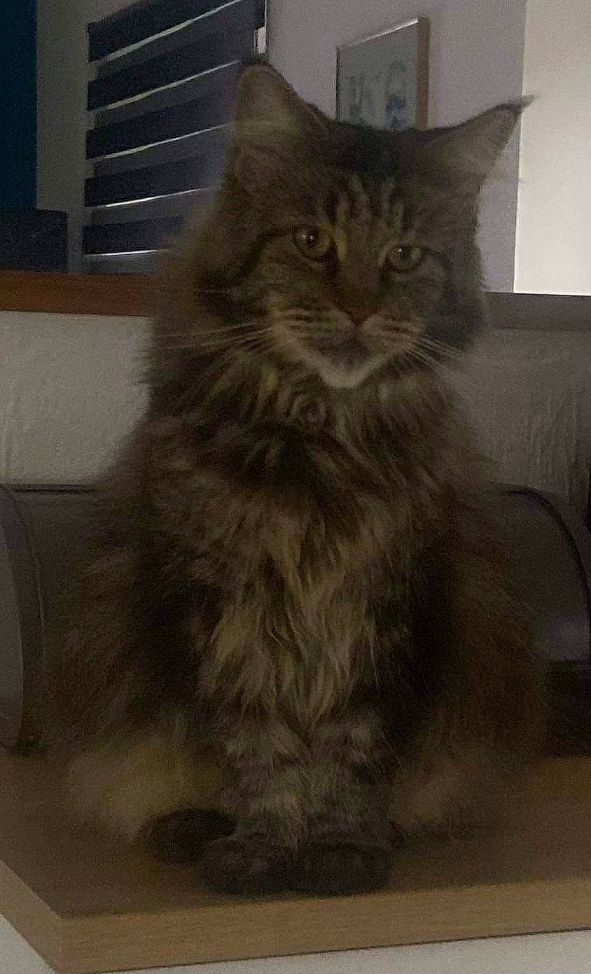 Bella participe au concours pour gagner de l'argent avec cette photo : british_longhair, carnivore, cat, felidae, flooring, fur, grey, maine_coon, siberian, small_to_medium_sized_cats, tail, terrestrial_animal, whiskers