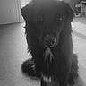 Yuna a rejoint le concours — aidez-le/la à gagner de superbes lots ! animal, backlight, black_dog, calm, canine, companion, cute, dog, domestic, floor, fur, house, indoor, pet, portrait, quiet, shadow, sitting, white_patch, window