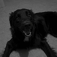 Yuna a rejoint le concours — aidez-le/la à gagner de superbes lots ! animal, black_dog, calm, canine, dog, domestic_animal, ears, floor, four_legs, fur, happy, home, indoor, looking_up, lying_down, pet, quiet, smiling, tail, tongue_out