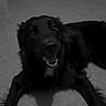 animal, black_dog, calm, canine, dog, domestic_animal, ears, floor, four_legs, fur, happy, home, indoor, looking_up, lying_down, pet, quiet, smiling, tail, tongue_out