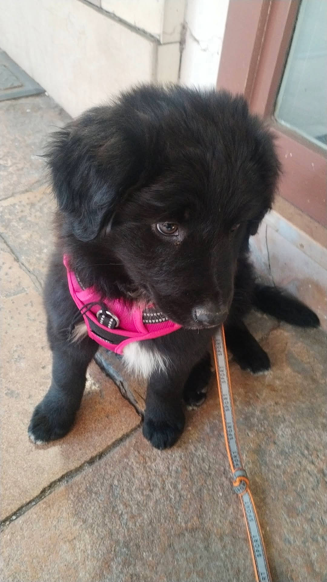 accessories, animal, ball, canine, cockerspaniel, collar, dog, door, goldenretriever, hound, jewelry, labradorretriever, leash, pet, puppy, slate, sport, strap, tennis, tennisball