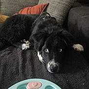 Akola participe au concours pour gagner de l'argent avec cette photo : dog, black_and_white, couch, pillow, toy, indoor, pet, fur, resting, looking_up, cozy, home, playing, animal, collar, closeup, relaxing, snout, paw, curious