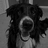 animal, black_and_white, canine, carpet, close_up, dog, domestic_animal, ears, face, friendly, fur, happy, indoor, mouth, nose, pet, portrait, sitting, smiling, tongue_out