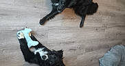Akola participe au concours pour gagner de l'argent avec cette photo : black_dog, bone_toy, console, cozy, curious, dog, dog_bone, floor, furniture, indoor, living_room, lying_down, modern, pet, pet_toy, playstation, relaxed, table, toy, wooden_floor