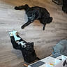 black_dog, bone_toy, console, cozy, curious, dog, dog_bone, floor, furniture, indoor, living_room, lying_down, modern, pet, pet_toy, playstation, relaxed, table, toy, wooden_floor