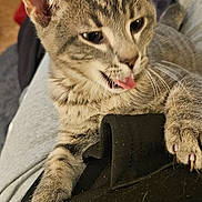 Church is registered to the contest to win money with this photo: cat, kitten, tabby, pet, tongue_out, paw, claws, whiskers, fur, close_up, indoor, lap, clothing, sweatpants, black_shirt, blanket, couch, home_interior, furniture, cute