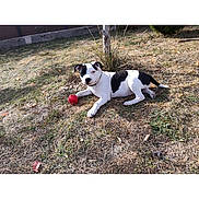 Bluey a rejoint le concours — aidez-le/la à gagner de superbes lots ! dog, pet, animal, black_and_white, lying_down, grass, outdoor, garden, red_ball, toy, playful, relaxed, mammal, canine, spotted_coat, short_fur, tail, tree, daylight, phone_screenshot