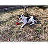 dog, pet, animal, black_and_white, lying_down, grass, outdoor, garden, red_ball, toy, playful, relaxed, mammal, canine, spotted_coat, short_fur, tail, tree, daylight, phone_screenshot
