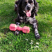 Sally a rejoint le concours — aidez-le/la à gagner de superbes lots ! dog, black_and_white_dog, pet, animal, outdoor, grass, lawn, garden, daisy, sunlight, portrait, lying_down, happy, tongue_out, floppy_ears, long_fur, toy, dumbbell, exercise, backyard