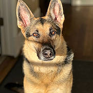 Raven joined the competition — help win amazing prizes! dog, german_shepherd, pet, animal, indoor, portrait, fur, ears, canine, looking, sitting, brown, black, eyes, nose, closeup, sunlight, shadow, house, companion