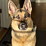 dog, german_shepherd, pet, animal, indoor, portrait, fur, ears, canine, looking, sitting, brown, black, eyes, nose, closeup, sunlight, shadow, house, companion
