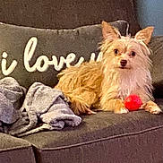 Emma is registered to the contest to win money with this photo: animal, architecture, ball, building, canine, couch, cushion, dog, furniture, homedecor, indoors, linen, livingroom, pet, pillow, puppy, sport, tennis, tennisball, terrier