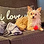 animal, architecture, ball, building, canine, couch, cushion, dog, furniture, homedecor, indoors, linen, livingroom, pet, pillow, puppy, sport, tennis, tennisball, terrier