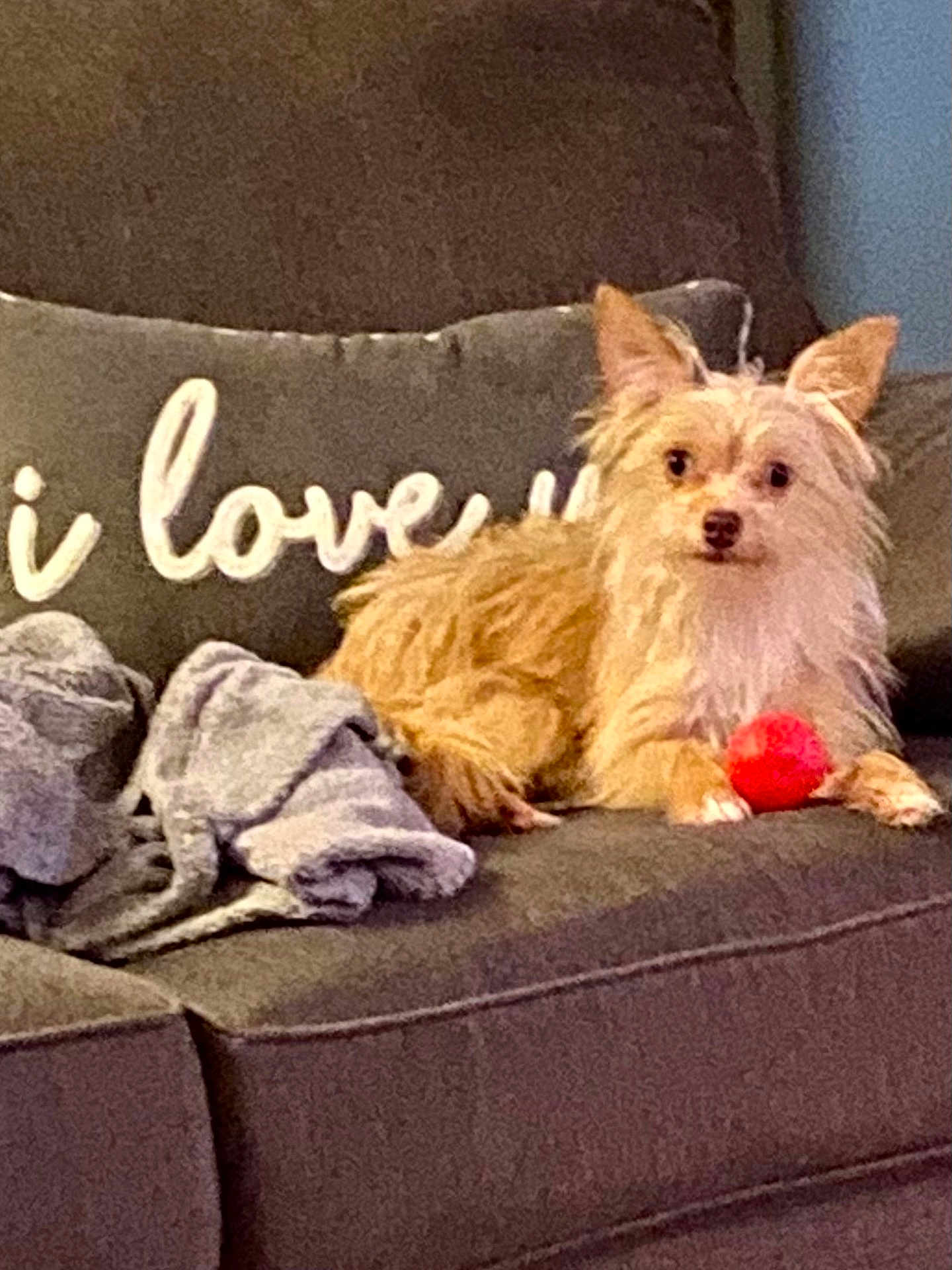 Emma is registered to the contest to win money with this photo: animal, architecture, ball, building, canine, couch, cushion, dog, furniture, homedecor, indoors, linen, livingroom, pet, pillow, puppy, sport, tennis, tennisball, terrier
