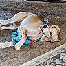 Gidget joined the competition — help win amazing prizes! dog, toy, rope_toy, carpet, indoor, pet, playful, lying_down, brown_dog, fur, animal, cute, looking_up, mouth_open, home, floor, resting, domestic_animal, canine, cheerful