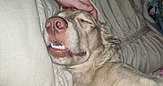 Gidget joined the competition — help win amazing prizes! dog, sleeping, bed, blanket, human_hand, cozy, indoors, pet, relaxed, fur, closeup, smile, resting, comfort, animal, cute, domestic, face, mouth, teeth