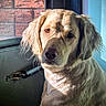 Gidget is registered to the contest to win money with this photo: dog, golden_retriever, pet, animal, indoor, sunlight, fur, portrait, looking_at_camera, close_up, ear, face, whiskers, window, door, brick_wall, shadow, light, expression, cute
