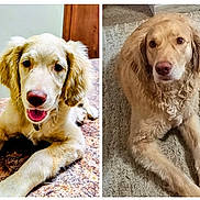 Gidget joined the competition — help win amazing prizes! dog, puppy, golden_retriever, pet, animal, canine, lying_down, carpet, indoor, portrait, face, fur, brown, cute, young, grown_up, happy, tongue_out, resting, close_up