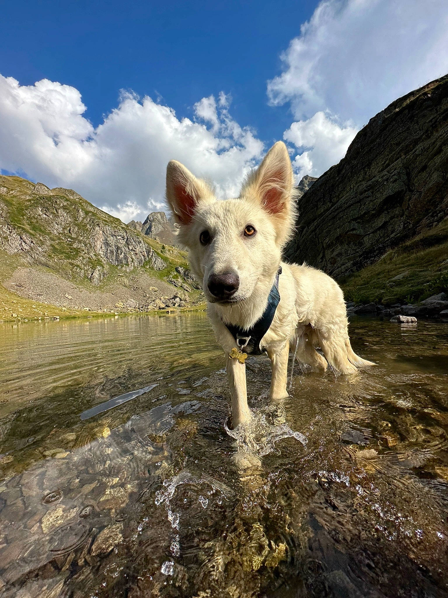 Ubby participe au concours pour gagner de l'argent avec cette photo : canidae, carnivore, cloud, companion_dog, cumulus, dog, dog_breed, fawn, herding_dog, landscape, mountain, natural_landscape, ocean, sky, sporting_group, tail, vacation, water, wildlife, working_dog