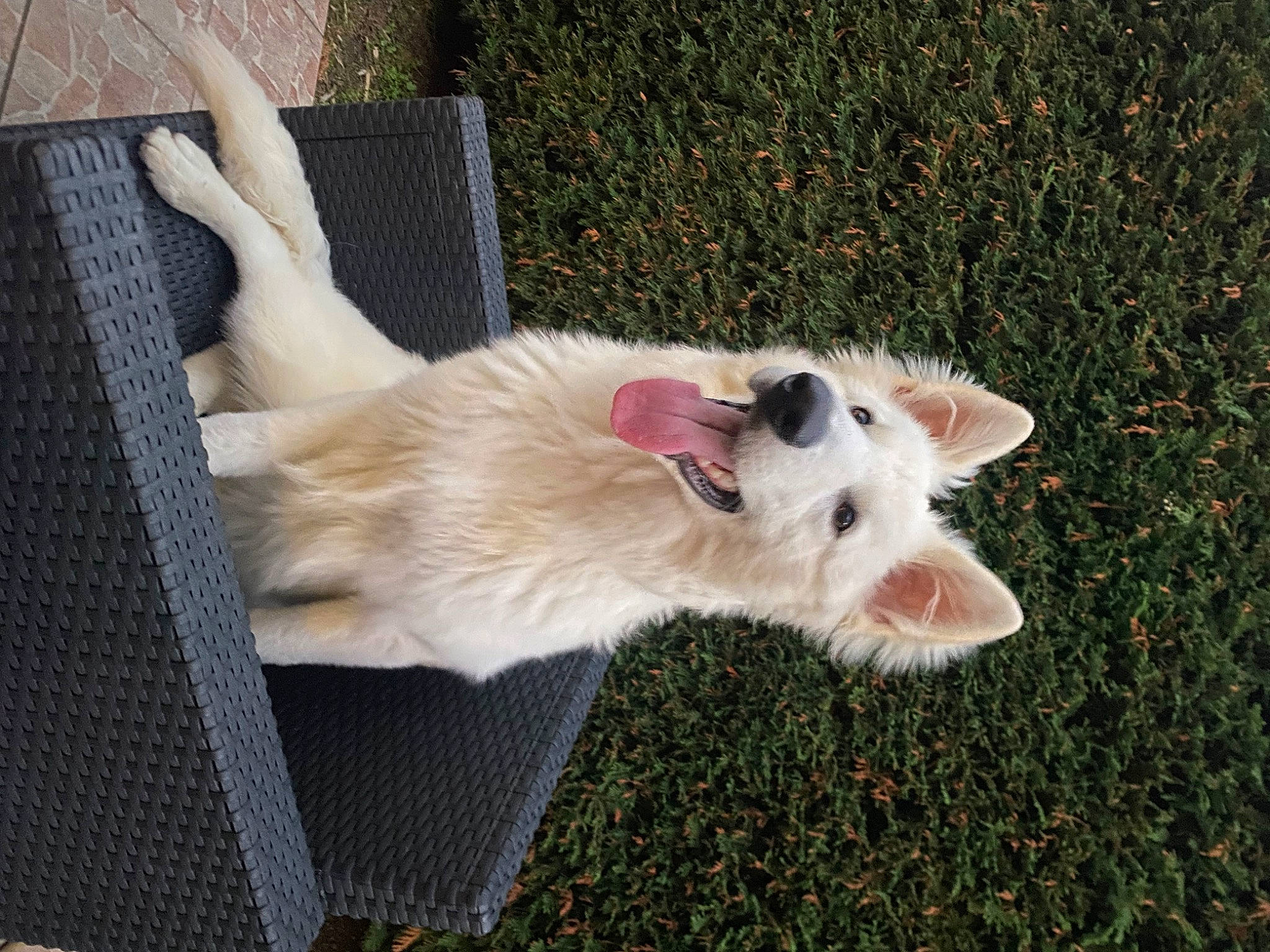 Ubby participe au concours pour gagner de l'argent avec cette photo : canidae, carnivore, collar, companion_dog, dog, dog_breed, dog_collar, fawn, felidae, fur, goats, grass, plant, small_terrier, snout, sporting_group, tail, terrier, whiskers, working_animal