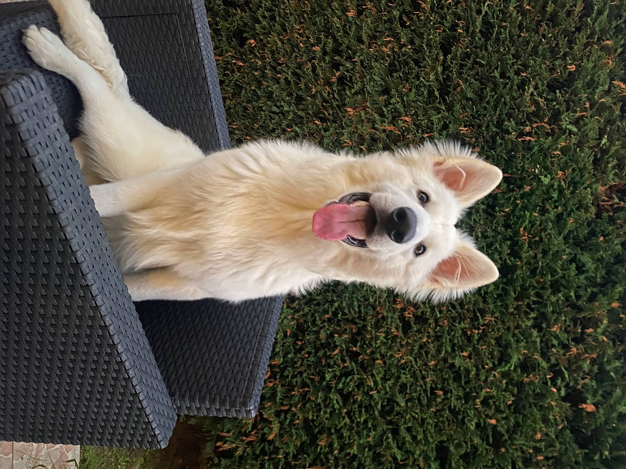 Ubby participe au concours pour gagner de l'argent avec cette photo : canidae, carnivore, collar, companion_dog, dog, dog_breed, dog_collar, fawn, felidae, fur, grass, japanese_spitz, paw, plant, small_terrier, small_to_medium_sized_cats, sporting_group, tail, terrier, whiskers