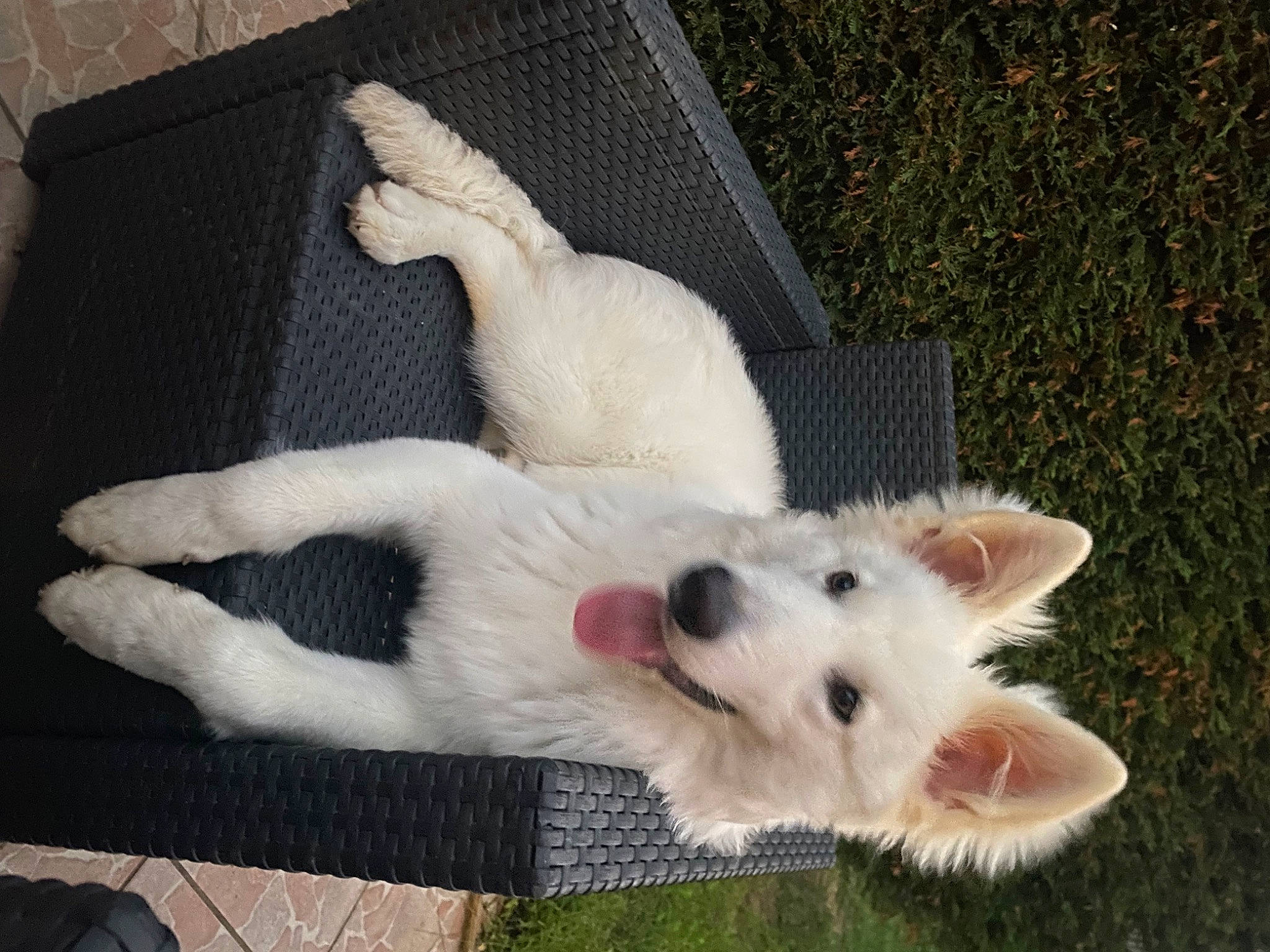 Ubby participe au concours pour gagner de l'argent avec cette photo : american_eskimo_dog, canidae, carnivore, claw, companion_dog, dog, dog_breed, fawn, felidae, fur, japanese_spitz, paw, pet_supply, samoyed, small_to_medium_sized_cats, snout, sporting_group, tail, terrestrial_animal, whiskers