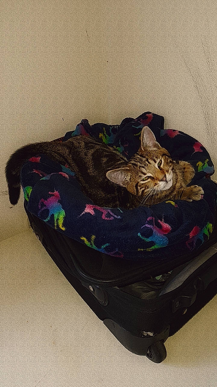 Cali is registered to the contest to win money with this photo: bag, baggage, carnivore, cat, cat_bed, comfort, domestic_short_haired_cat, fashion_accessory, felidae, fur, luggage_and_bags, magenta, outdoor_shoe, pattern, reptile, room, small_to_medium_sized_cats, tail, terrestrial_animal, whiskers