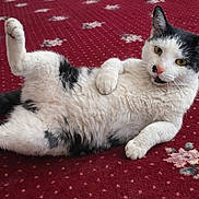 Albie joined the competition — help win amazing prizes! cat, pet, feline, black_and_white, lying_down, carpet, indoor, paw, whiskers, portrait, close_up, relaxed, cute, playful, fur, carpet_pattern, brick_wall, yellow_eyes, belly_up, cozy