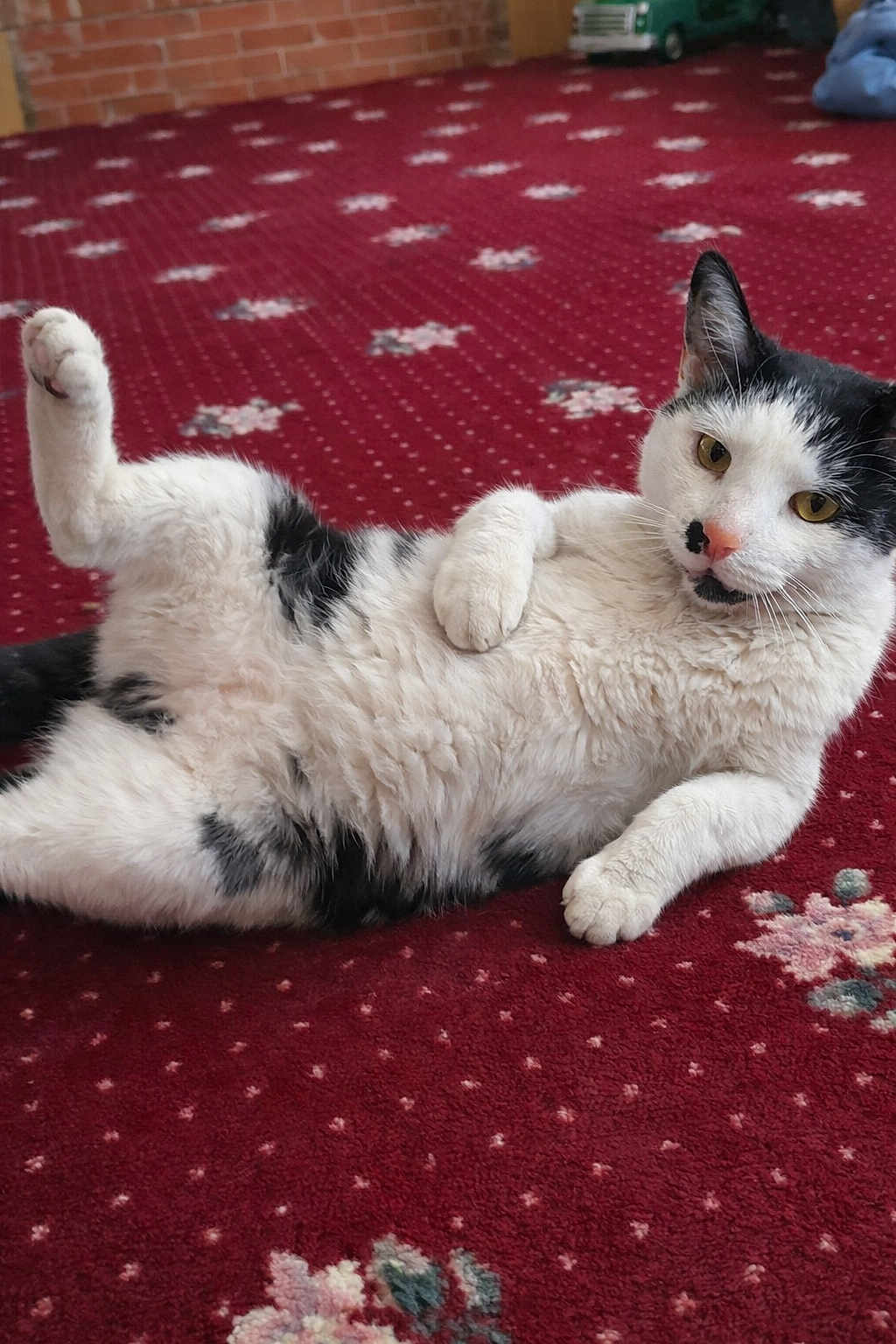 Albie joined the competition — help win amazing prizes! cat, pet, feline, black_and_white, lying_down, carpet, indoor, paw, whiskers, portrait, close_up, relaxed, cute, playful, fur, carpet_pattern, brick_wall, yellow_eyes, belly_up, cozy