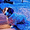 Dottie joined the competition — help win amazing prizes! dog, dachshund, pet, canine, sweater, clothing, patterned, collar, indoor, home, hardwood_floor, rug, blue, seated, portrait, short_legs, long_body, floppy_ears, toy, furniture