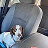 Dottie joined the competition — help win amazing prizes! dog, pet, canine, brown_and_white, speckled, floppy_ears, animal_face, collar, car, vehicle_interior, front_seat, passenger_seat, center_console, dog_treat, snack, sitting, indoors, daylight, portrait, photography