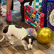 Dottie is registered to the contest to win money with this photo: puppy, dog, spotted_dog, small_dog, rainbow_tutu, balloon, gold_balloon, birthday, party, gift_bags, toy, toy_fire_truck, indoor, wooden_floor, people, legs, pink_clogs, colorful, celebration, pet