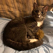 Yogi joined the competition — help win amazing prizes! cat, gray_cat, white_paws, toy, fuzzy_toy, blanket, blue_blanket, curled_up, pet, indoor, feline, whiskers, ears, tail, fur, resting, cute, animal, domestic_cat, cozy