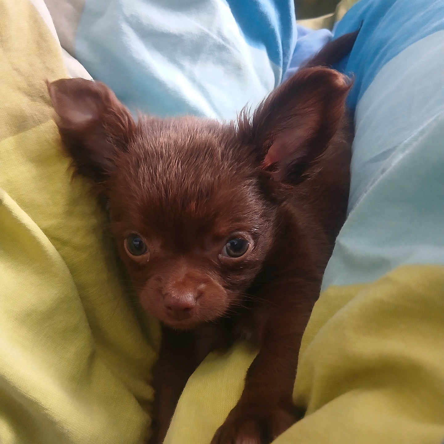 Caramel a rejoint le concours — aidez-le/la à gagner de superbes lots ! animal, blanket, brown, closeup, comfort, companion, cozy, cute, dog, ears, eyes, fur, indoors, pet, puppy, resting, small, snuggle, soft, young