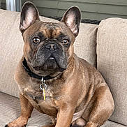 Apollo is registered to the contest to win money with this photo: dog, french_bulldog, pet, indoor, couch, fawn_coat, ears, sitting, collar, animal, canine, paw, cute, companion, domestic, fur, snout, alert, portrait, resting
