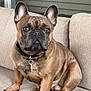 dog, french_bulldog, pet, indoor, couch, fawn_coat, ears, sitting, collar, animal, canine, paw, cute, companion, domestic, fur, snout, alert, portrait, resting