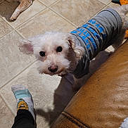 Shelbygirl joined the competition — help win amazing prizes! dog, white_dog, brown_dog, pet, indoor, tile_floor, sock, clothing, leather_couch, curious, looking_up, laying_down, floor, cozy, home, animal, companion, cute, small_dog, casual