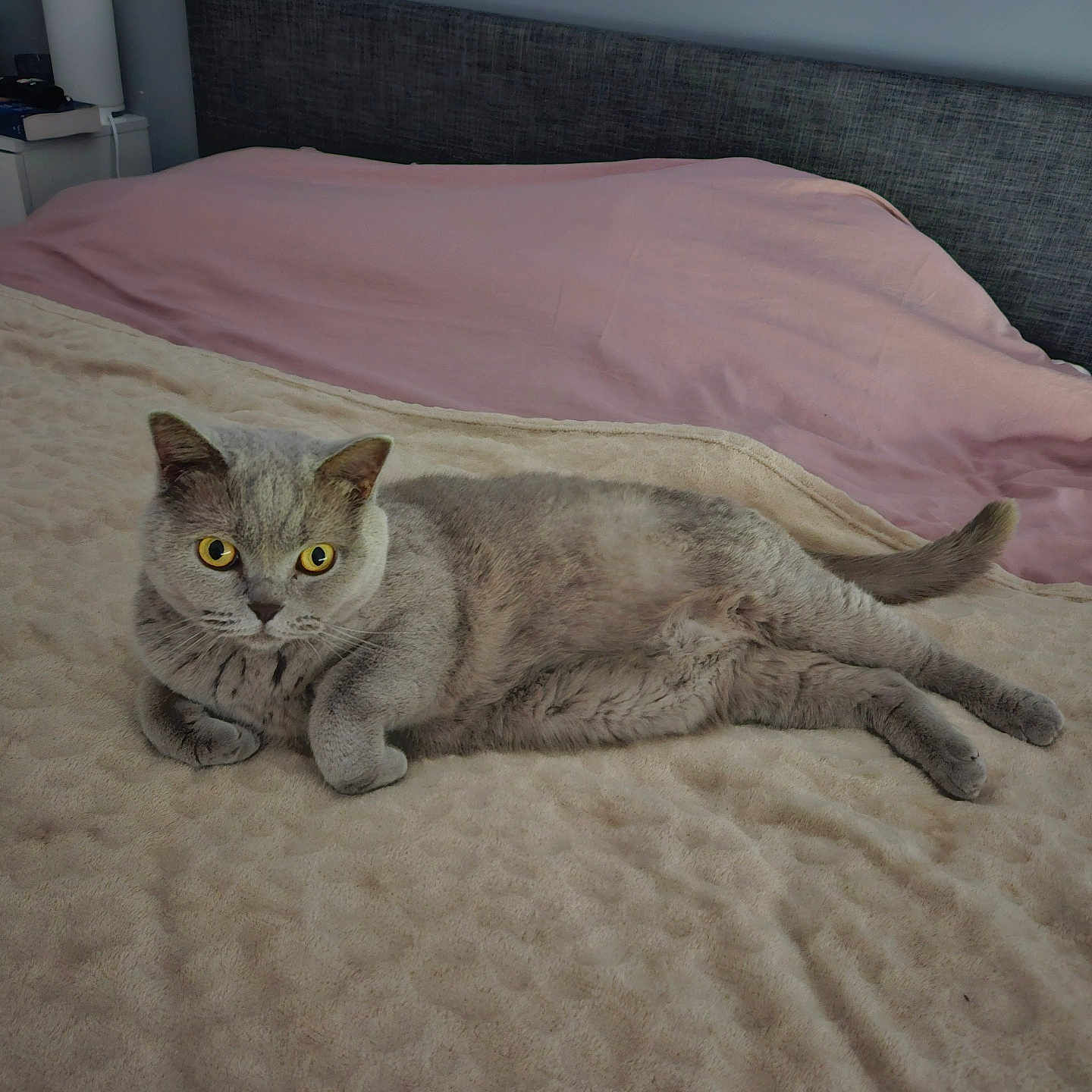 Pretty participe au concours pour gagner de l'argent avec cette photo : abyssinian, animal, bed, bedroom, blanket, cat, couch, cushion, egyptiancat, furniture, hardwood, homedecor, indoors, kitten, linen, manx, pet, room, siamese, wood